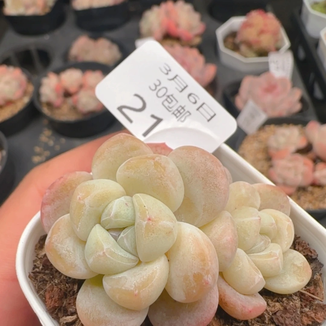 双头糖心冰玉一颗脱土