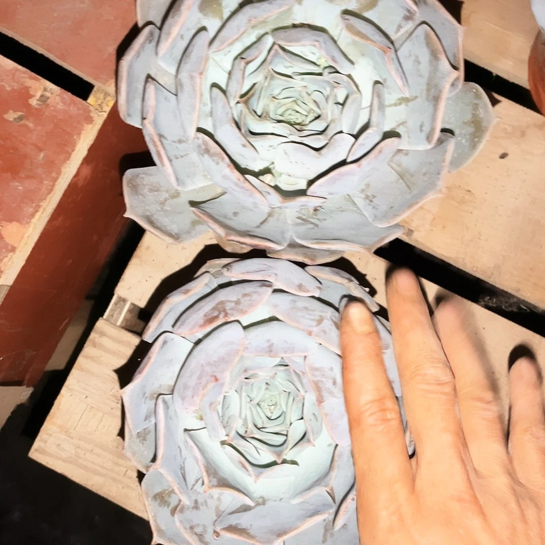 露西那2颗9.99多肉植物