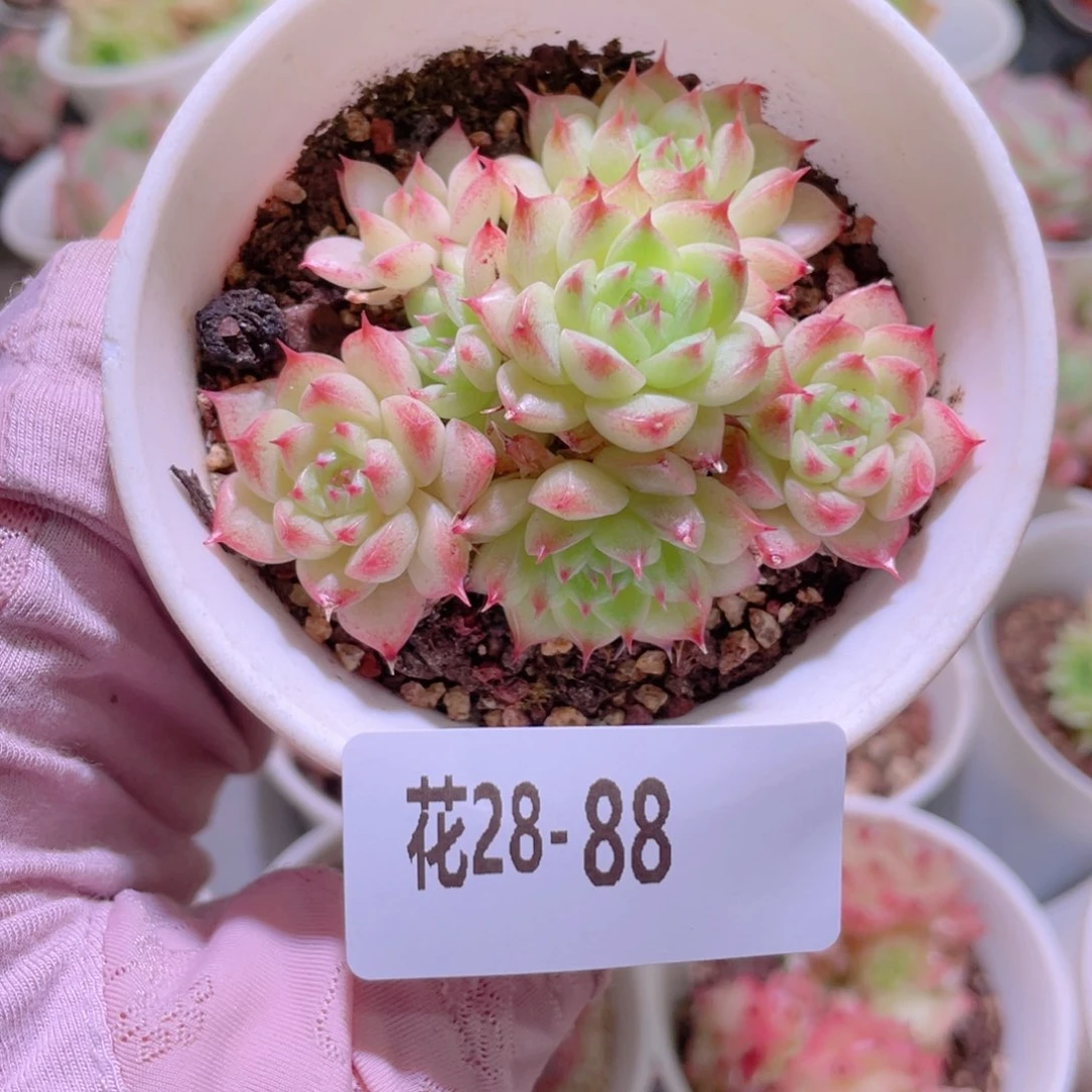花利美28-88海王群