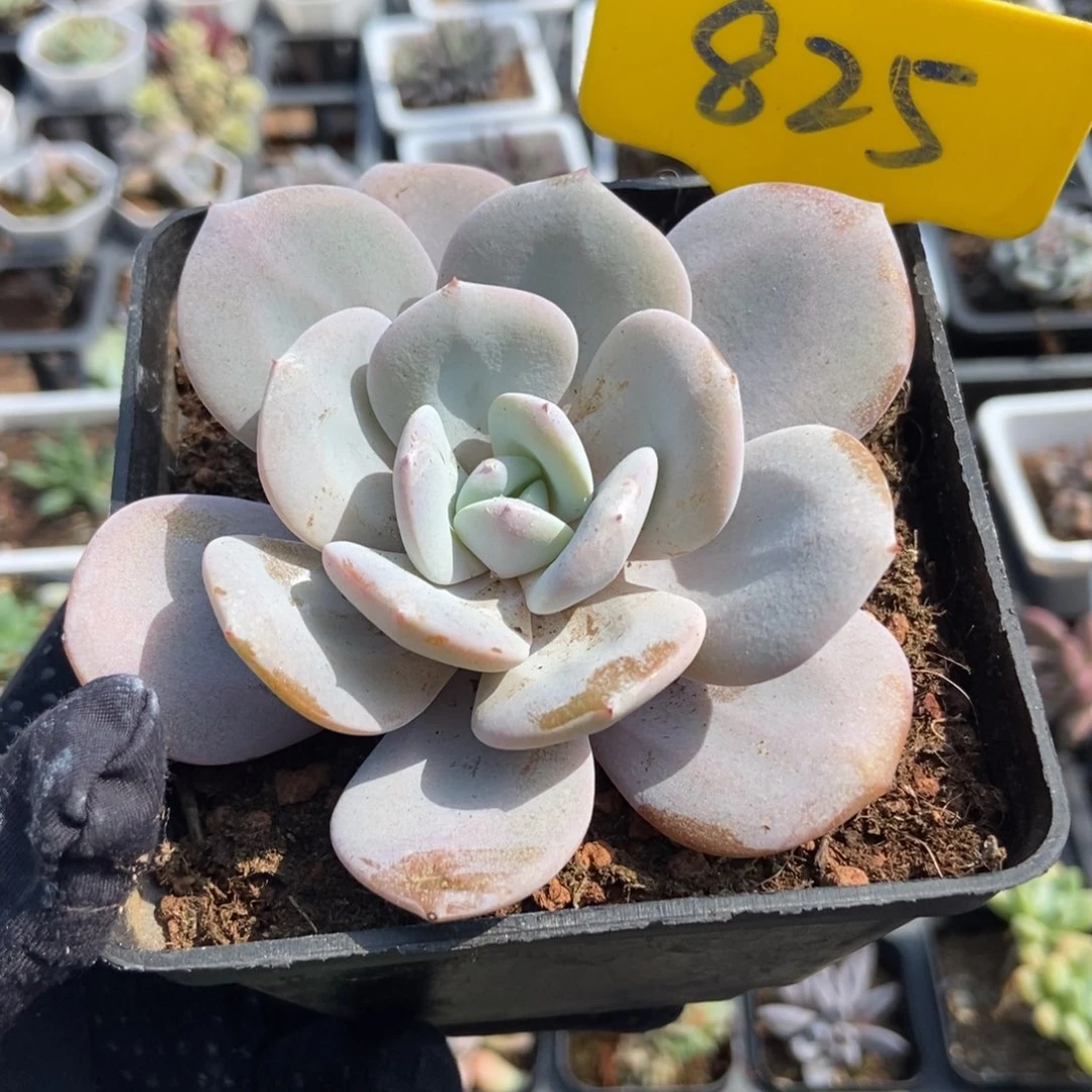 825奶茶多肉植物保护