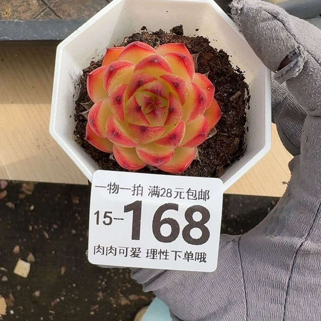 月亮石无盆土发货无