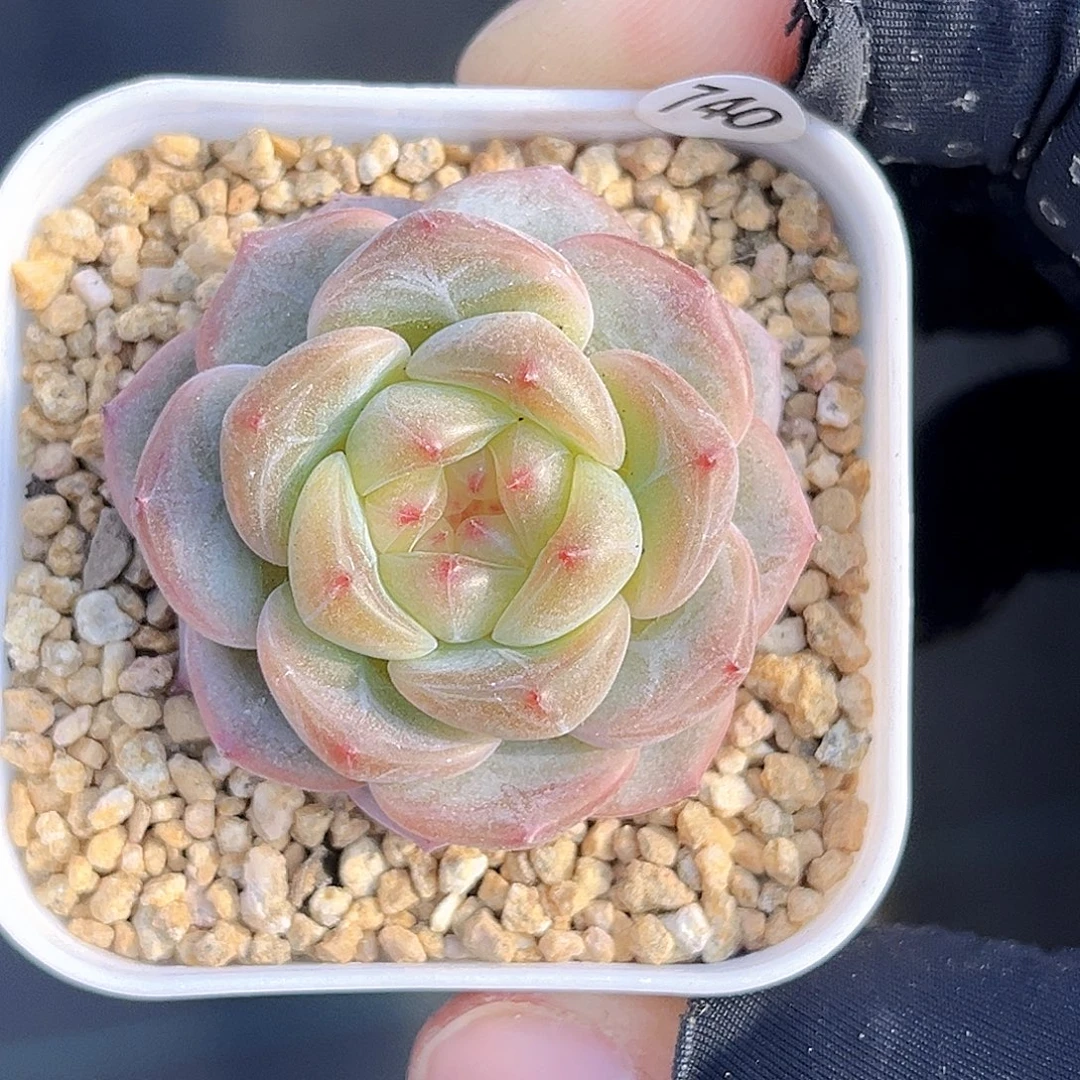 740 甜心3000多肉