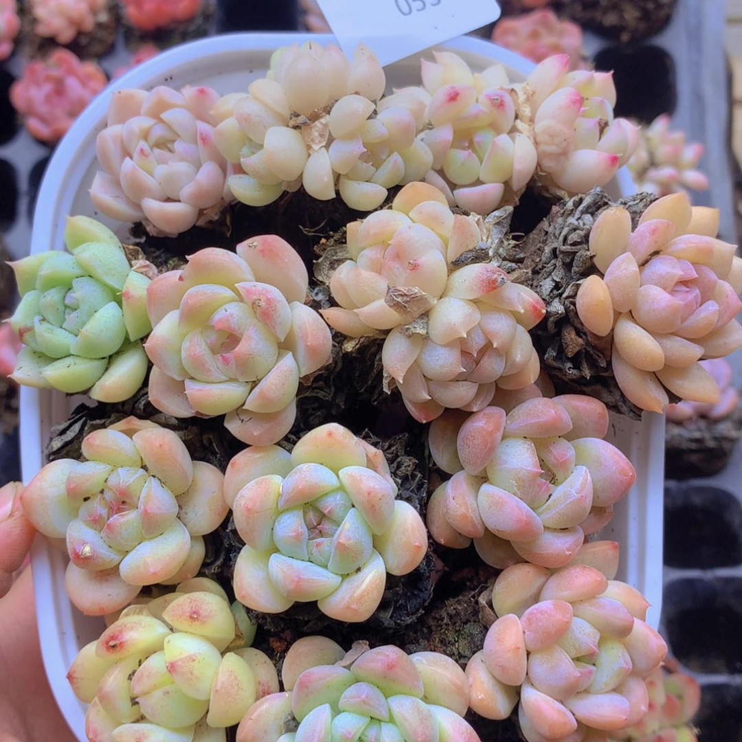 我要去看你了啊我的053