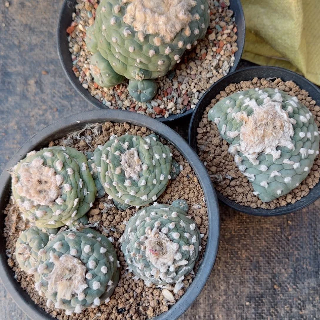 尸**描福利满30包邮48小时凑单