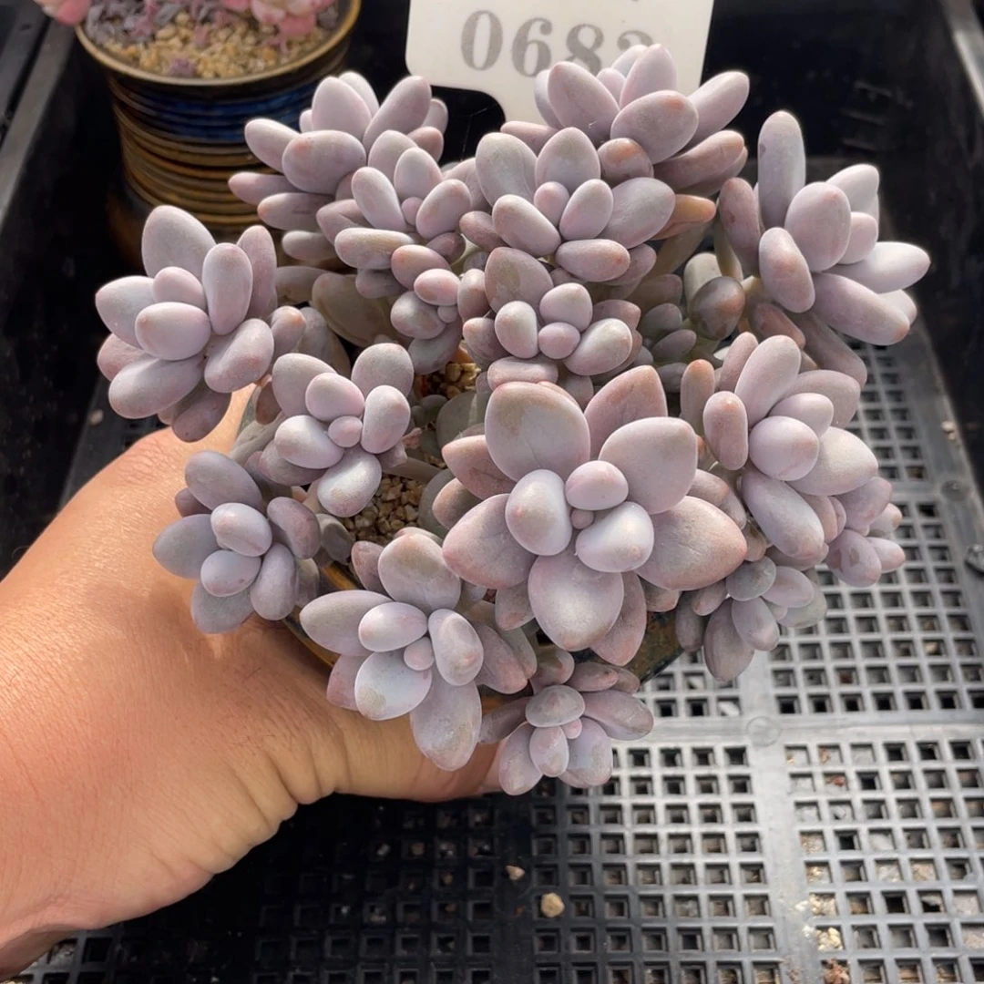 0683蜜多丽不带盆14厘米