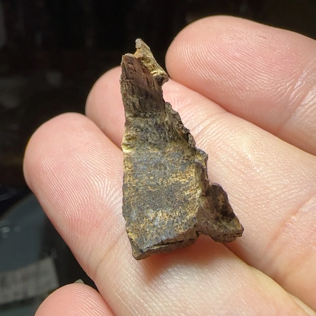 沉香碎屑沉香海南糖结沉水包头标本