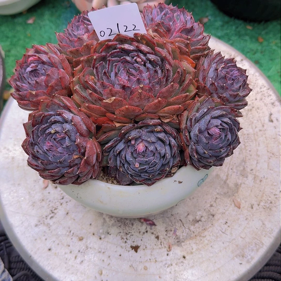 梦****灯02122蓝色妖姬多肉