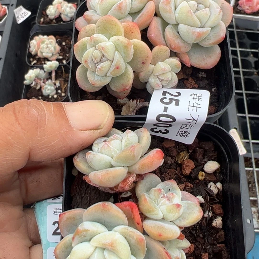 朱***。小卡拉米糖心一物一拍25-3