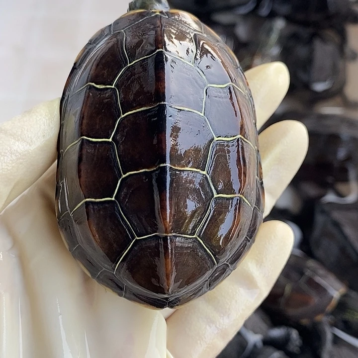 中华草龟公88888888