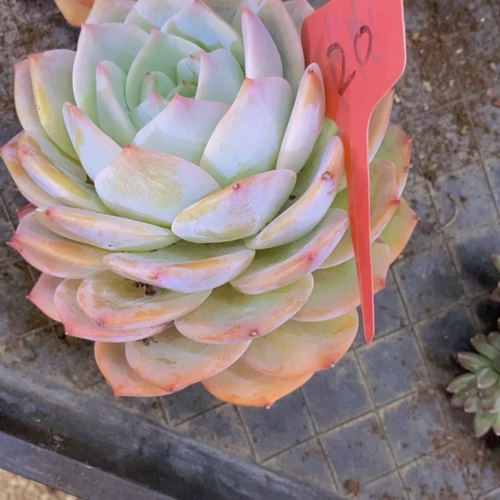 红***薇这个时候才开始准备了