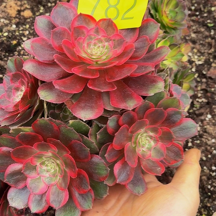 多肉植物福利782个