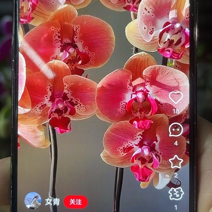 当前无花栽培后可以开花西雅图