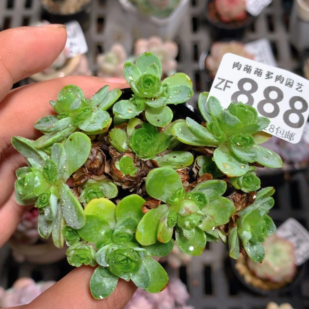 5CM拇指盆精控多肉ZF888