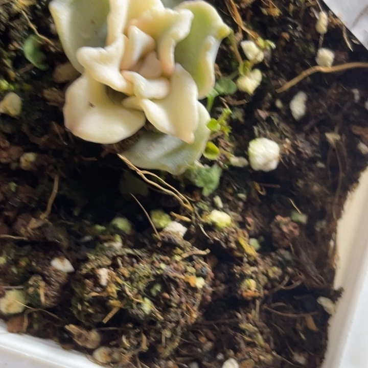 白饺子皮锦多肉植物524