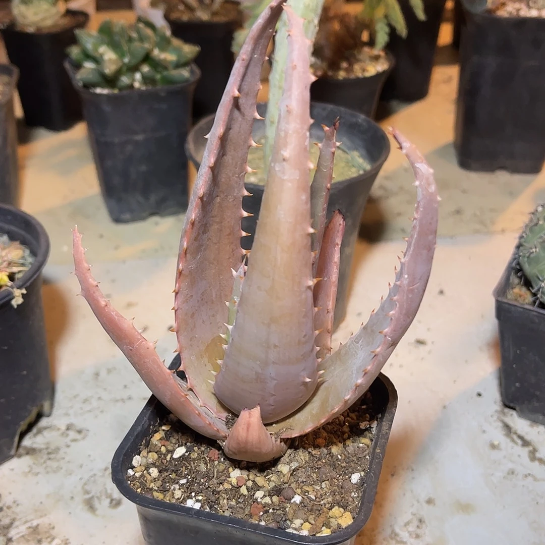 实生范巴伦芦荟一物一拍