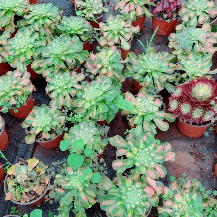 暴君9.9暴君暴君