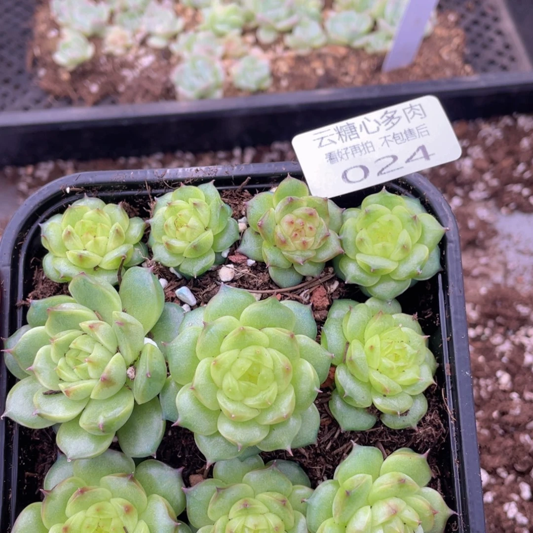 云糖心多肉植物24