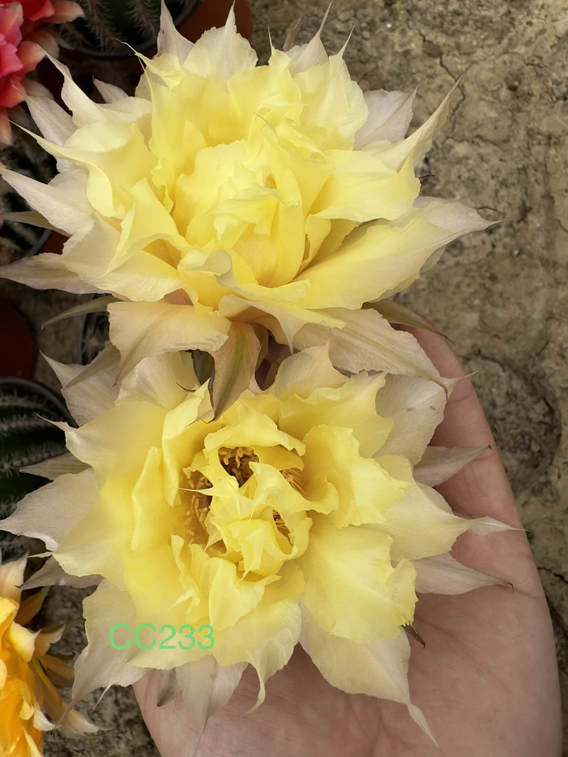 彩草无根侧芽歪木樨