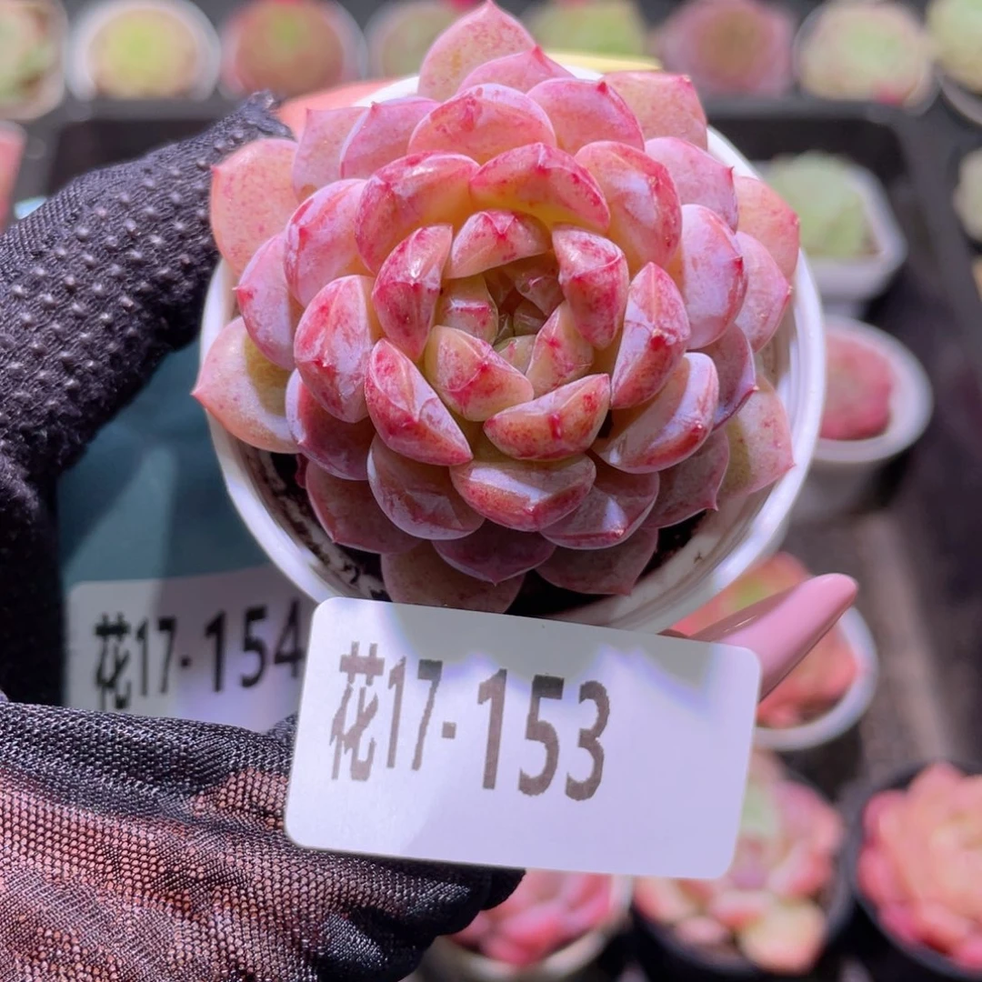 花利美17-153新品