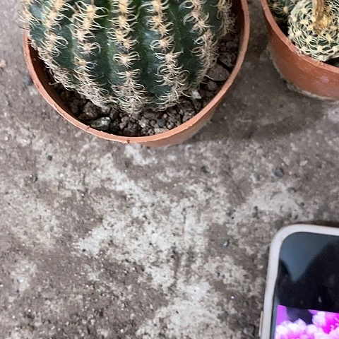 魅影丽花，瑕疵干巴，5公分左右