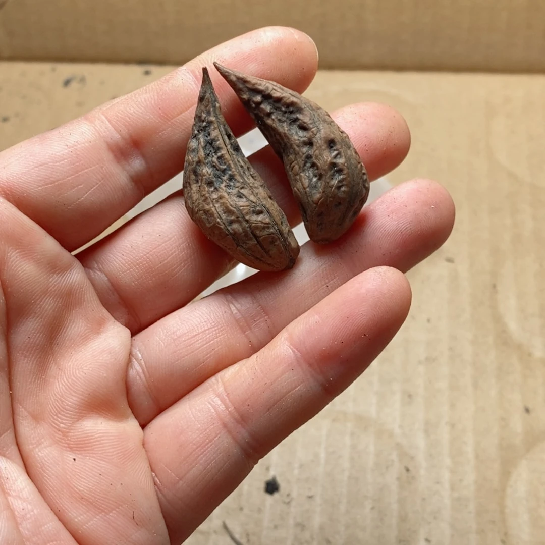 文玩核桃吊坠核桃68