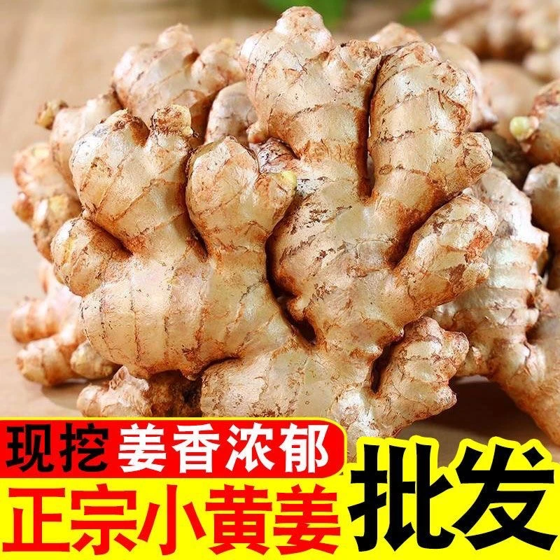 正宗云南小黄姜新鲜现挖新姜嫩姜月子姜红芽姜整箱批发