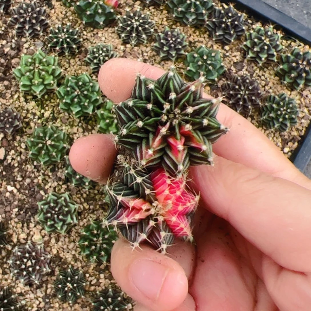 当前无花栽培后可以开花