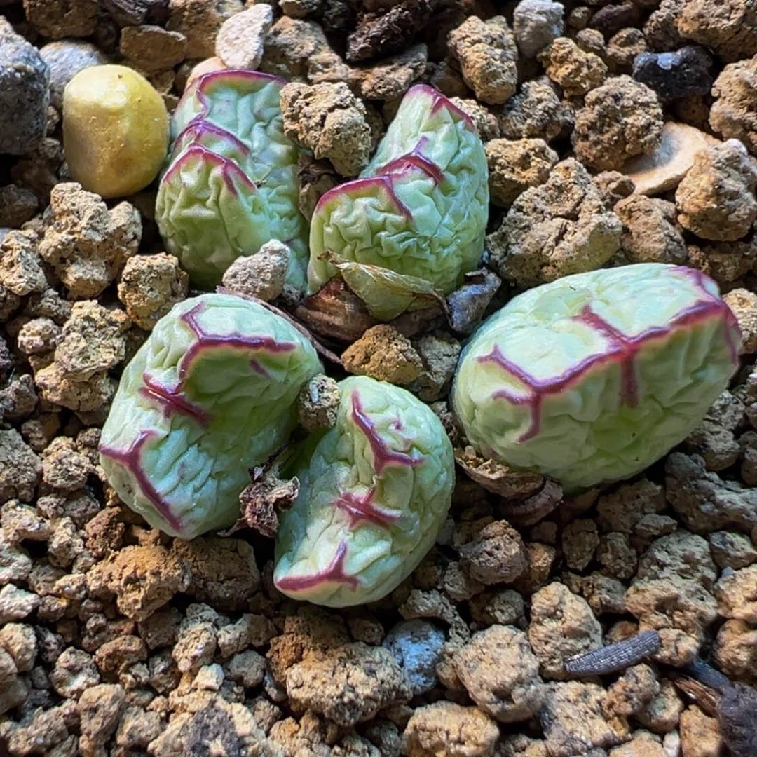 785多肉植物种类多样
