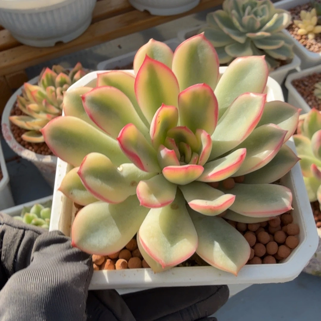 雨燕座锦，覆轮锦多肉植物