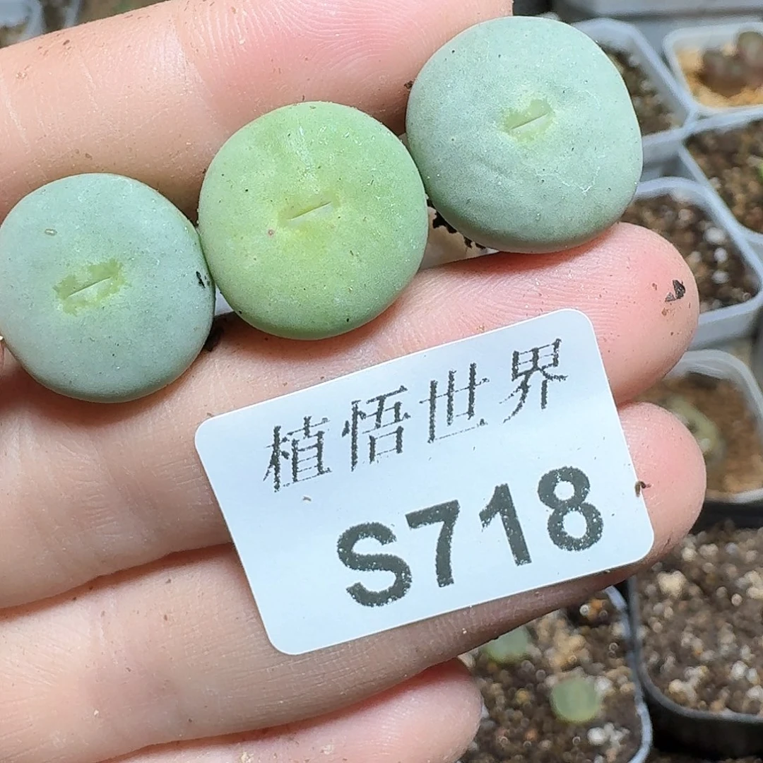 718号多肉植物哇v