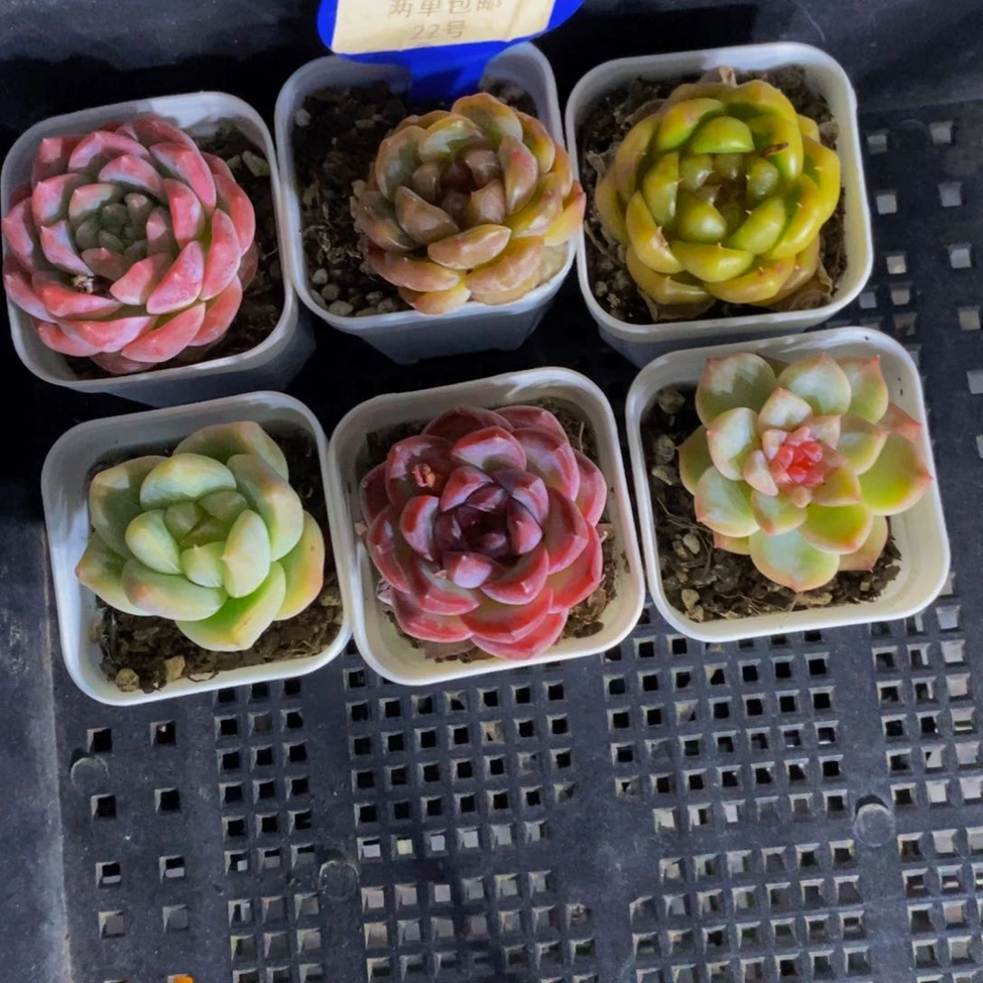 22-精品美肉六个