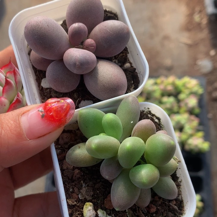 芒果双头   糖果 单  包邮