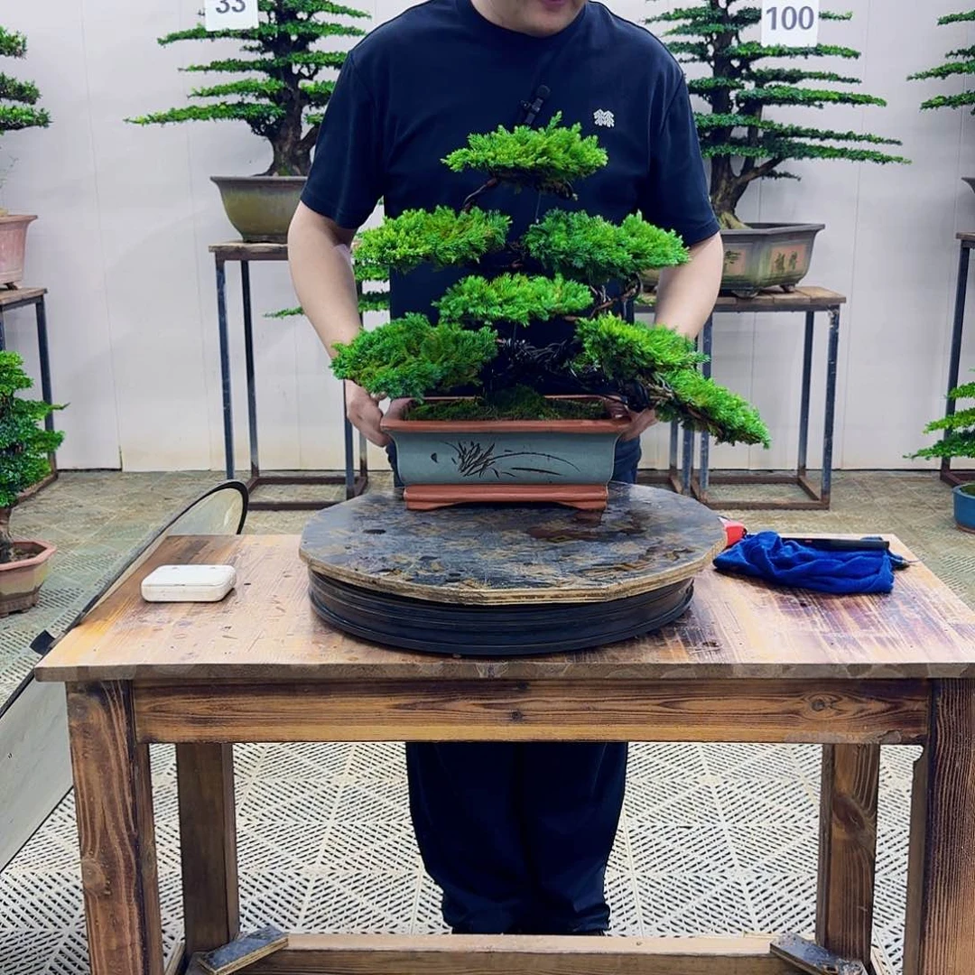 无花朵柏树造型盆景