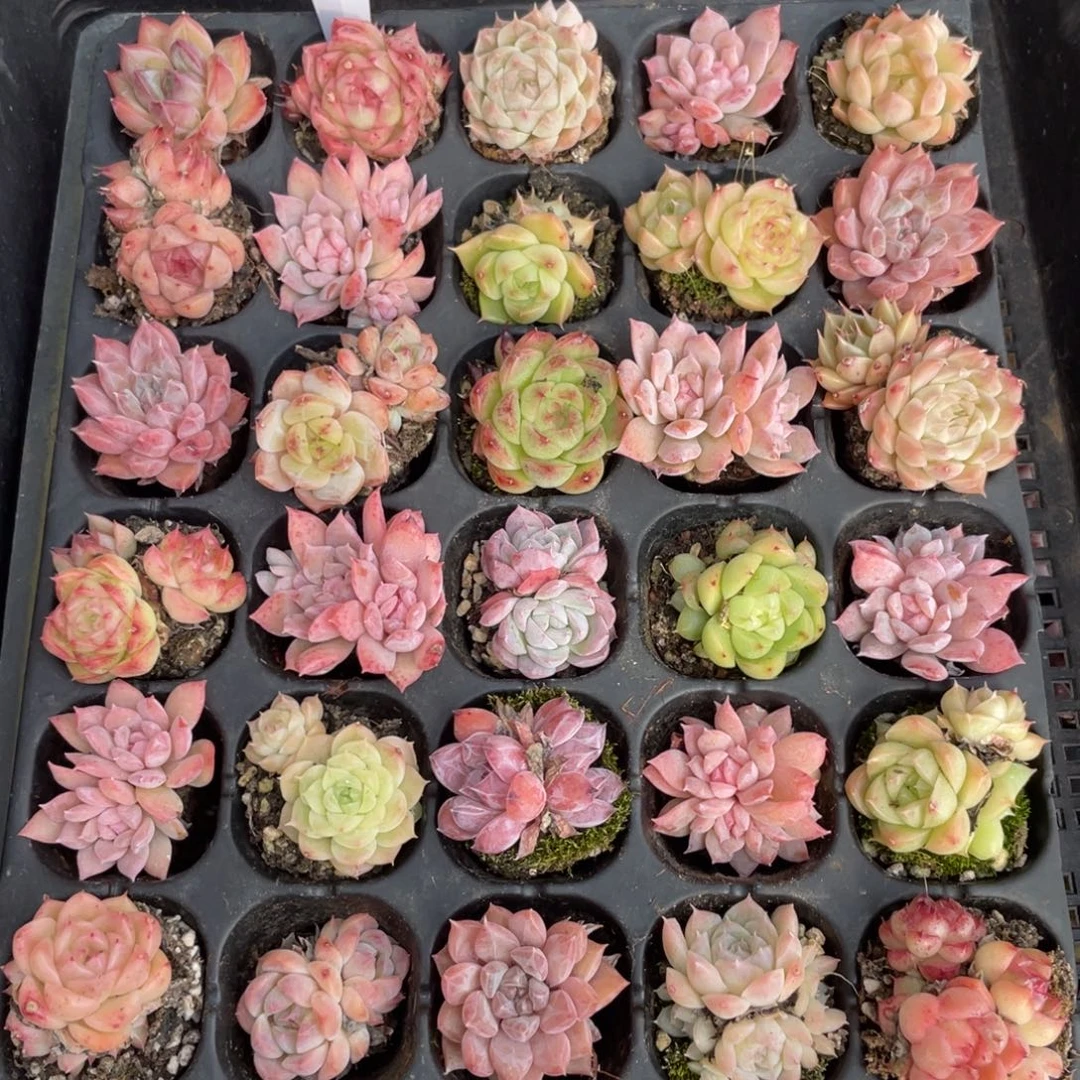 不包整散 盆子不售后0214