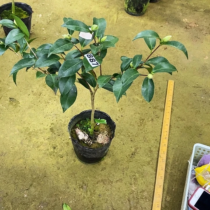 酒盅花。  887。