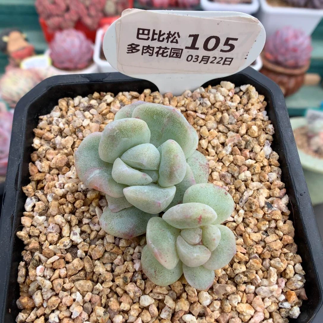 105双头冰玉石化多肉植物