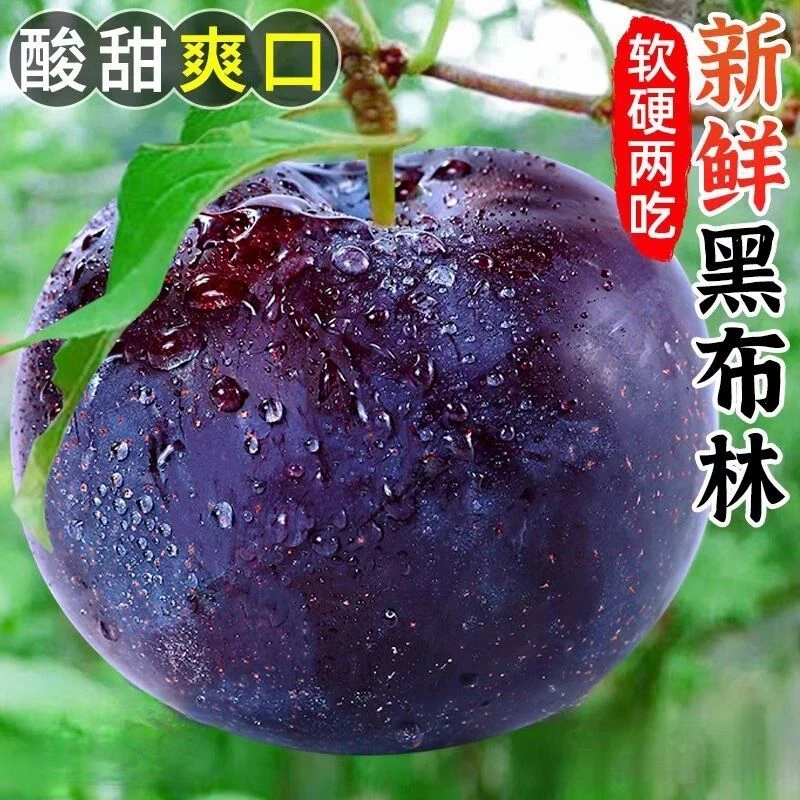 头茬黑布林大李子现摘新鲜应季水果黄肉酸脆爽口软硬两吃现摘现发