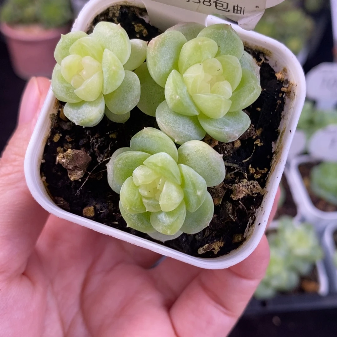 新品白体珍妮三头112号