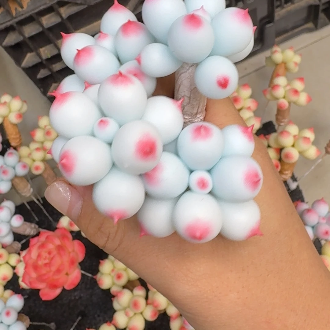 树脂制品41号噢噢噢哦哦