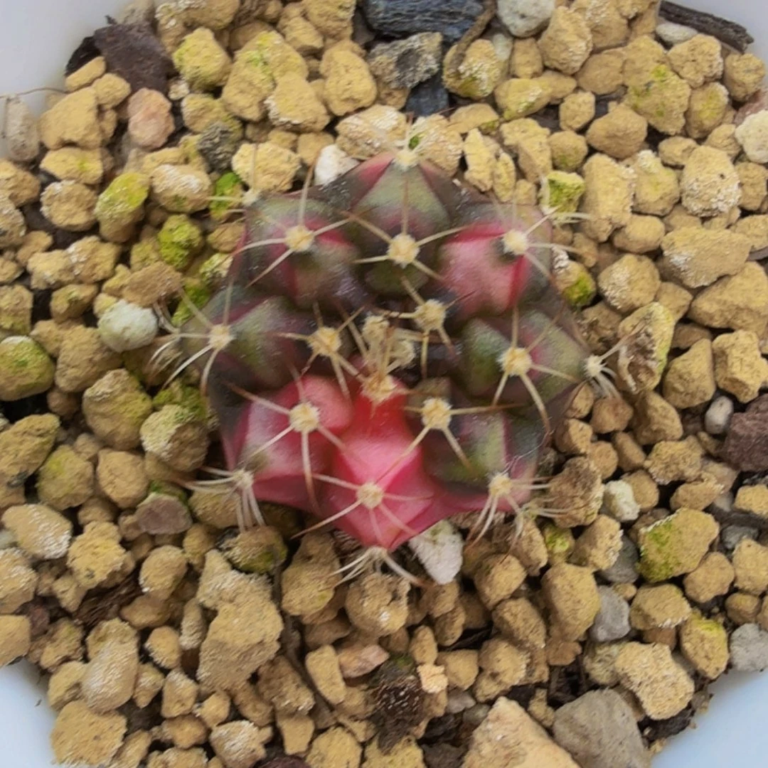 当前无花朵，栽培后可花朵