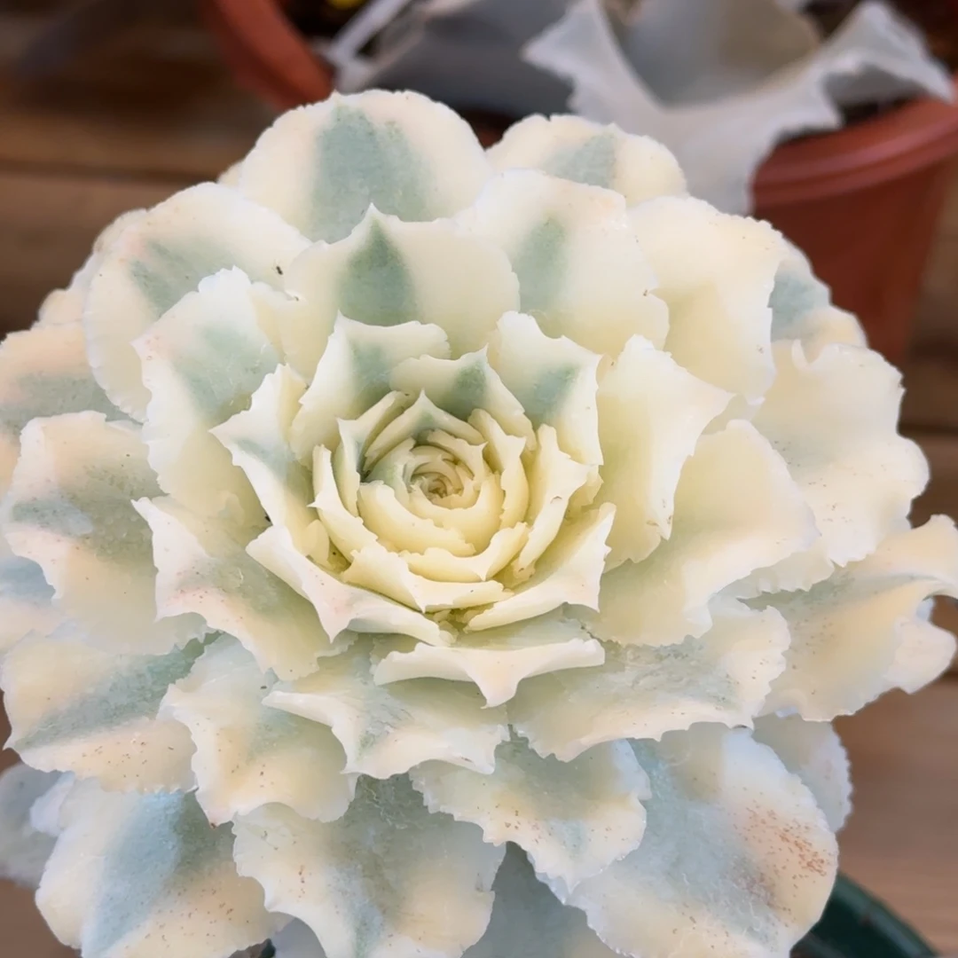 蓝丝绒 安吉园艺锦