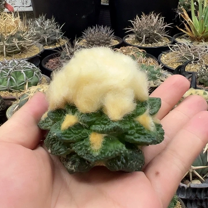 鞍***狼完全开放仙人球一物一拍