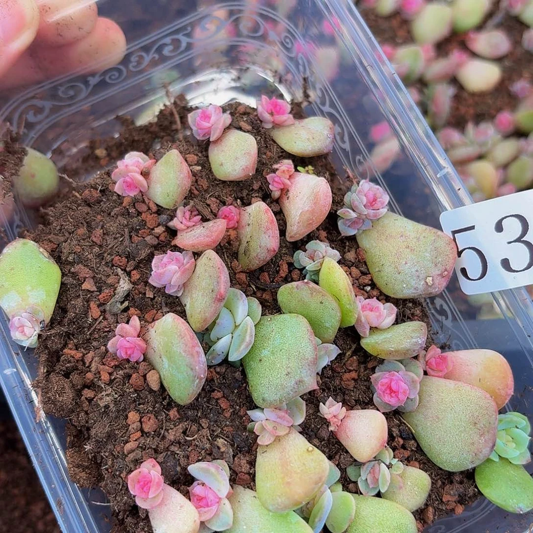 多肉植物多肉植物537