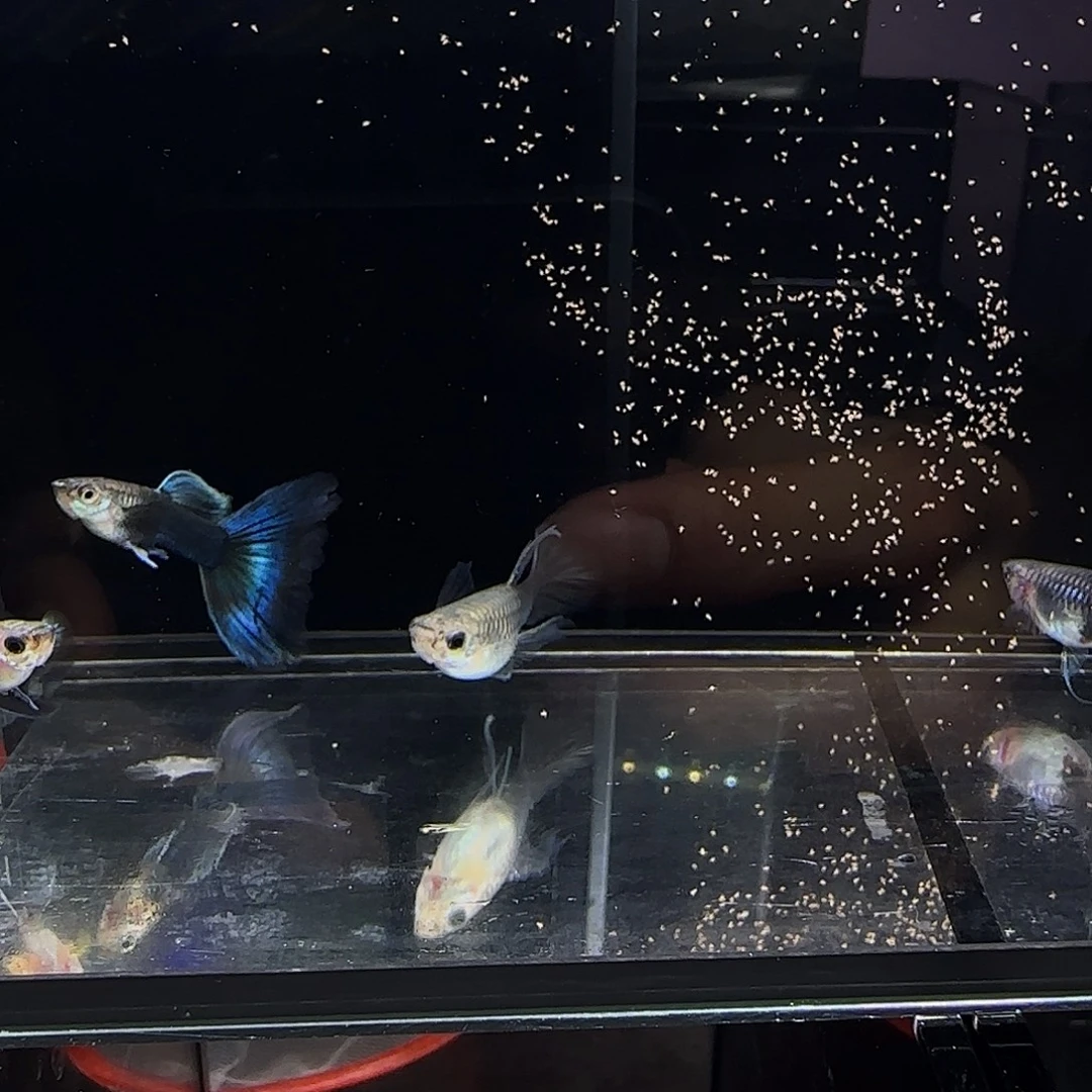 孔雀鱼蓝礼服大c两对