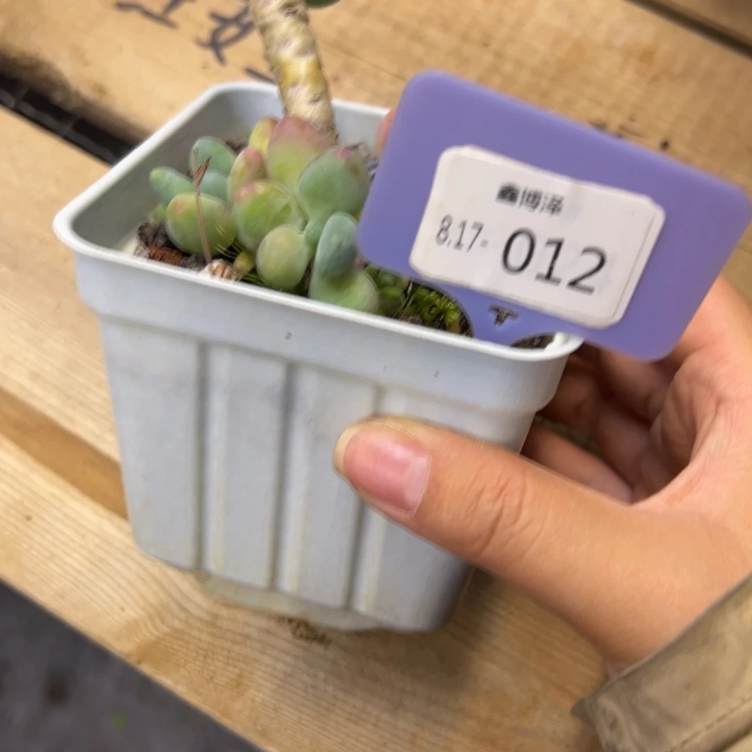 媛*定向8.17-012 苹果奶