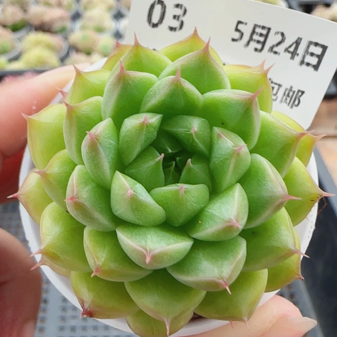 花语逸境0524-03开播福利