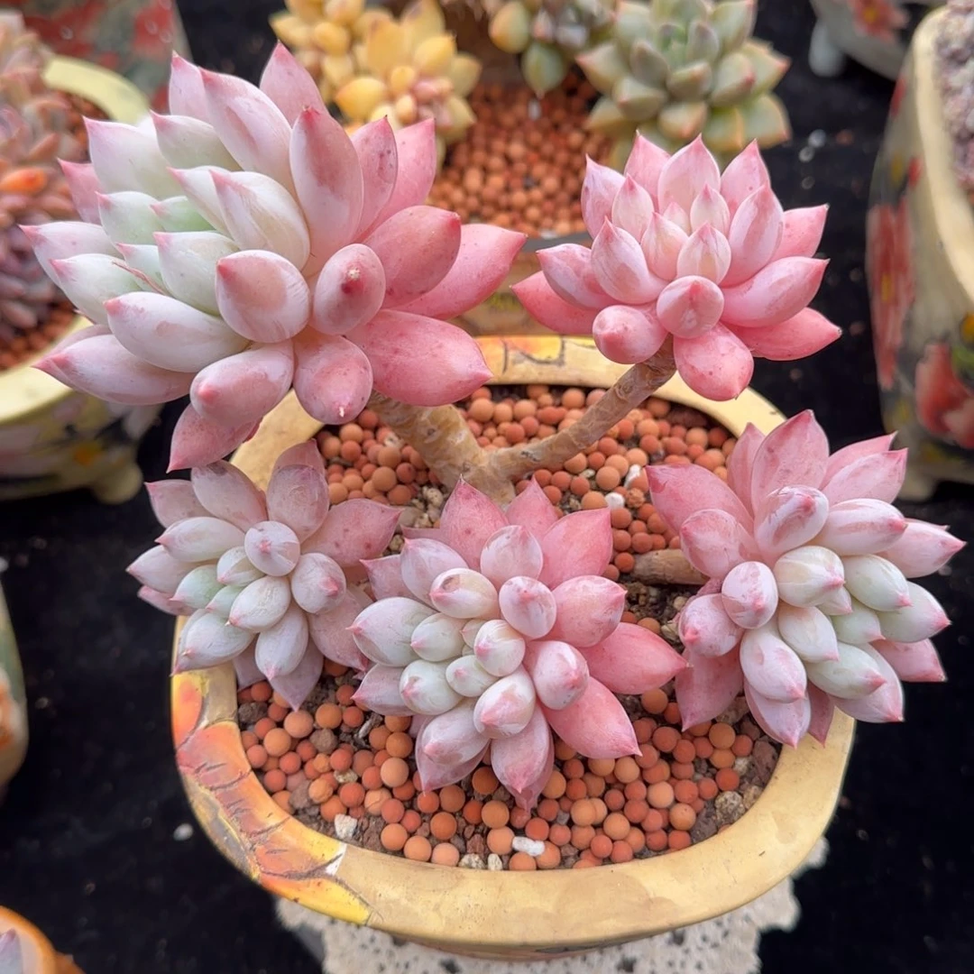 5头所罗门（好看的）