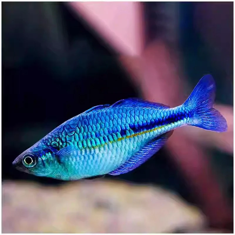 蓝美人鱼鸽子美人红苹果美人霓虹美人鱼高端热带观赏鱼
