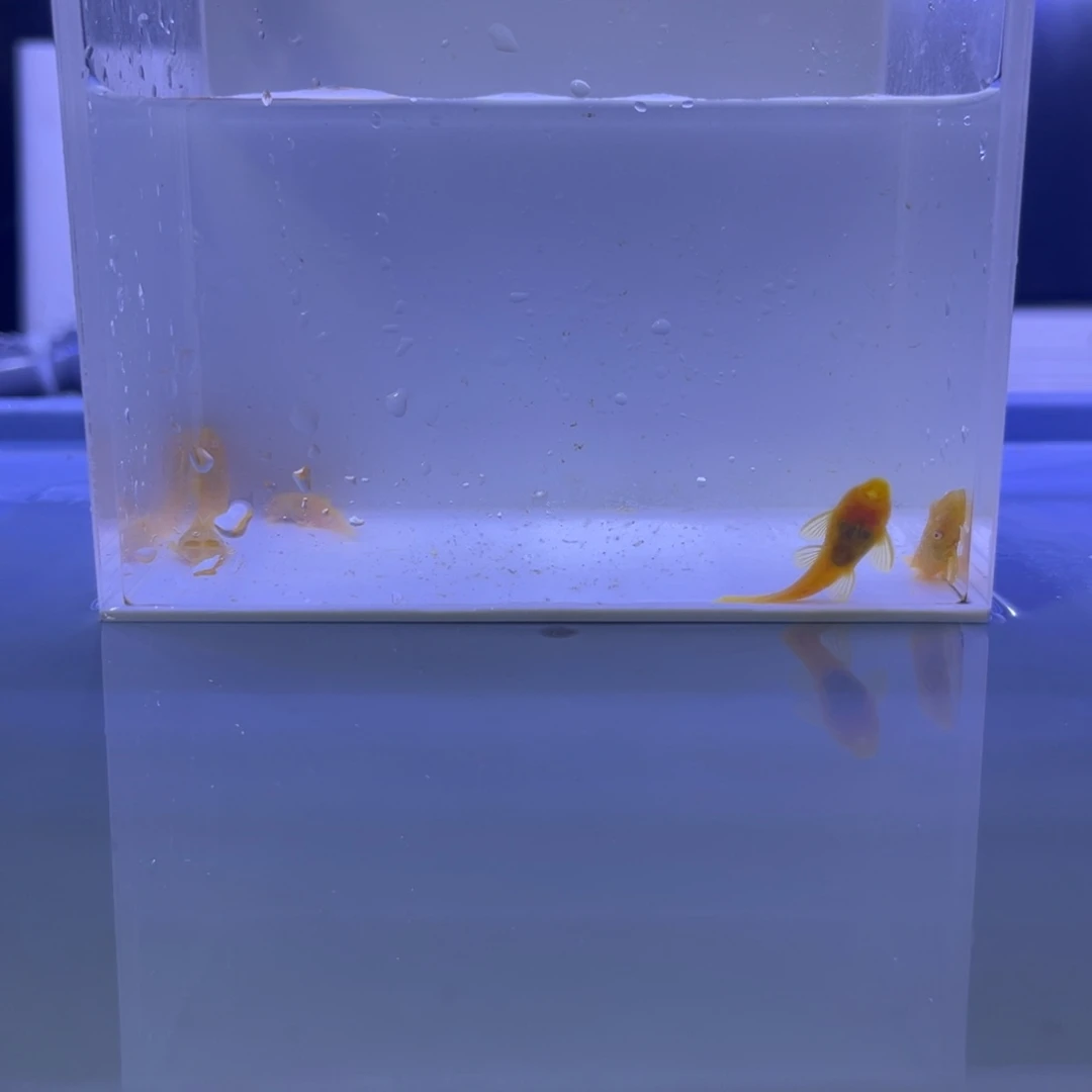 孔雀鱼胡子5条开箱视频报损