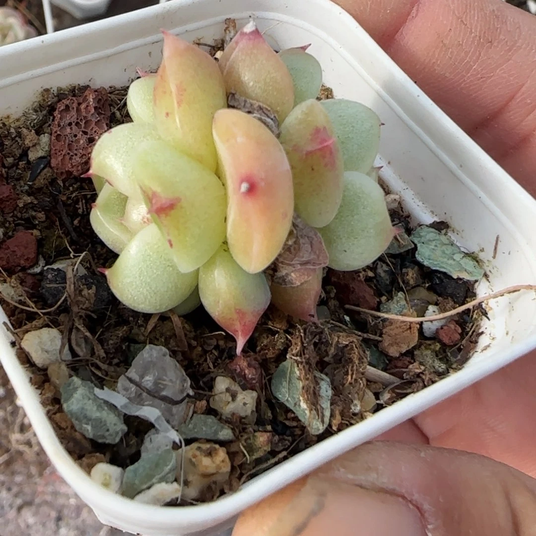 小卡拉米糖心一物一拍